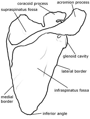 Scapula: acromion process, coracoid process, glenoid cavity, infraspinatus fossa, supraspinatus fossa