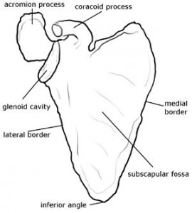 Biomechanical Factors that Contribute to Rotator Cuff Dysfunction and ...